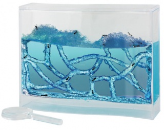 Ant Farm