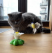 Hračka pro kočky – létající kolibřík