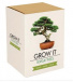 Grow it! - Bonsai